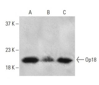 Op18 (E-3) HRP: sc-55531 HRP. Direct western blot analysis of Op18 expression in Jurkat (A), MDA-MB-231 (B) and K-562 (C) 
