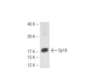 Op18 Antibody (A-4) - Western Blotting - Image 48761 