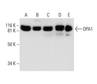 OPA1 Antibody (D-9) - Western Blotting - Image 294530 