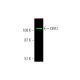 OPA1 Antibody (D-9) - Western Blotting - Image 381573 