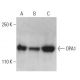 OPA1 Antibody (D-9) - Western Blotting - Image 398908