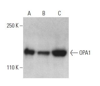 OPA1 Antibody (D-9) - Western Blotting - Image 398908 