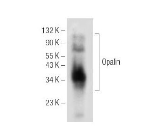 Opalin Antibody (E-8) - Western Blotting - Image 154074 