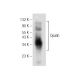Opalin Antibody (E-8) - Western Blotting - Image 154074 