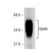 Opalin Antibody (E-8) - Western Blotting - Image 160564