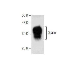 Opalin Antibody (H-12) - Western Blotting - Image 151044 