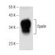 Opalin Antibody (H-12) - Western Blotting - Image 151044 