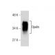 Opalin Antibody (H-12) - Western Blotting - Image 160563 