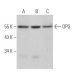 Este anticuerpo policlonal ha dejado de fabricarse. Consulta nuestro anticuerpo monoclonal recomendado <a href="opg-antibody-e-10">OPG/Osteoprotegerin (E-10)</a> (se muestran datos de muestra). western blotting image from recommended OPG/Osteoprotegerin (E-10) monoclonal antibody replacement. Image 361683