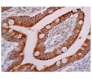OPLAH Antibody (C-6) - Immunohistochemistry - Image 344328 