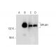 OPLAH Antibody (C-6) - Western Blotting - Image 297617 