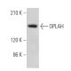 OPLAH Antibody (C-6) - Western Blotting - Image 371645