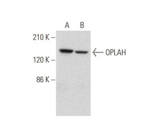 OPLAH Antibody (E-10) - Western Blotting - Image 331182 