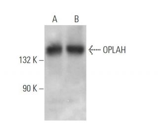 OPLAH Antibody (E-6): sc-365027