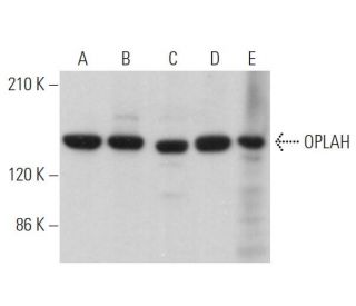 OPLAH Antibody (H-10) - Western Blotting - Image 371346 