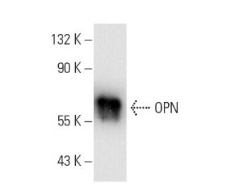 western blotting image from recommended osteopontin/OPN/SPP1 (AKm2A1) monoclonal antibody replacement. Image 4501