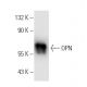 western blotting image from recommended osteopontin/OPN/SPP1 (AKm2A1) monoclonal antibody replacement. Image 4501