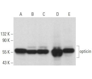 opticin Antibody (F-2) - Western Blotting - Image 373226 