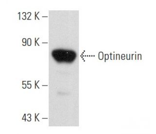 Optineurin Antibody (C-1) - Western Blotting - Image 356911 