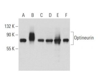 Optineurin Antibody (C-2) - Western Blotting - Image 128581 