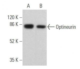 Optineurin Antibody (C-2) - Western Blotting - Image 359709 