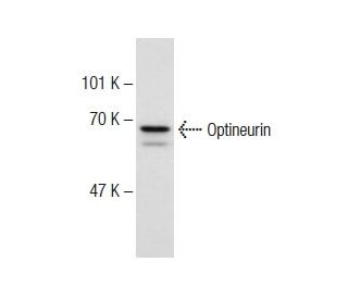 Optineurin Antibody (C-1) - Western Blotting - Image 143520