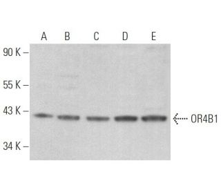 OR4B1 Antibody (C-11) - Western Blotting - Image 374013 