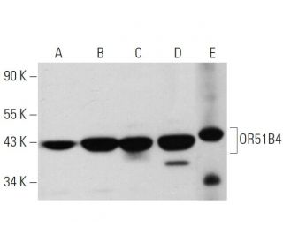 OR51B4 Antibody (E-2) - Western Blotting - Image 344259 