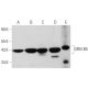 OR51B4 Antibody (E-2) - Western Blotting - Image 344259 