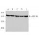 OR51B4 Antibody (E-2) - Western Blotting - Image 371285 