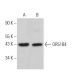 OR51B4 Antibody (E-2) - Western Blotting - Image 371299
