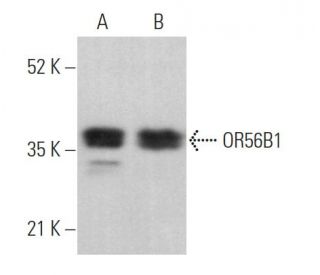 OR56B1 Antibody (E-9) - Western Blotting - Image 369881 