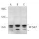 OR56B1 Antibody (E-9) - Western Blotting - Image 369877 