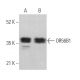 OR56B1 Antibody (E-9) - Western Blotting - Image 369881 