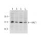 OR5T1 Antibody (G-2) - Western Blotting - Image 305771