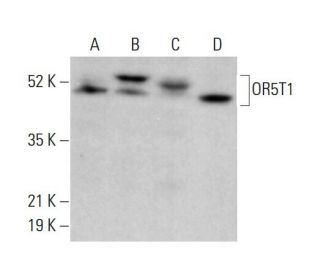 OR5T1 Antibody (G-2) - Western Blotting - Image 378129 