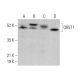 OR5T1 Antibody (G-2) - Western Blotting - Image 378129 