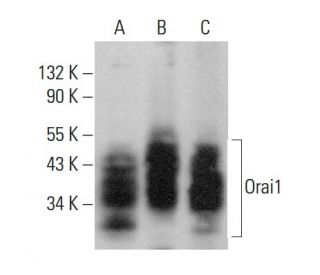 Orai1 Antibody (G-2) - Western Blotting - Image 378789 