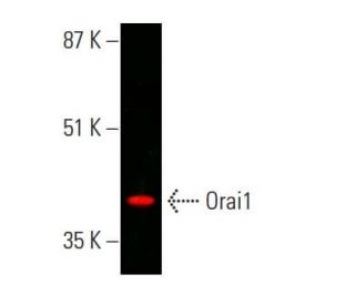 Orai1 Antibody (G-2) - Western Blotting - Image 378818The Double Nickase Plasmid features a U6 promoter for sgRNA expression, a 20 nt targeting sequence, and a gRNA scaffold to guide Cas9n. It includes a CBh promoter for Cas9n (D10A) and puromycin resistance, GFP for transfection verification, and nuclear localization signals (NLS). The 2A peptide allows co-expression of Cas9n and Puro from a single promoter, enabling precise genome editing with reduced off-target effects. 