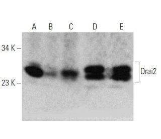 Orai2 Antibody (C-12) - Western Blotting - Image 358708 