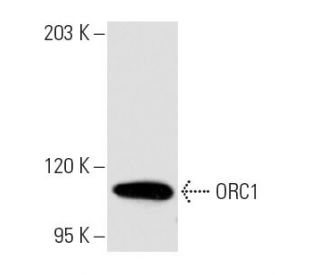 ORC1 Antibody (7A7) - Western Blotting - Image 10629 