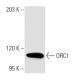 ORC1 Antibody (7A7) - Western Blotting - Image 10629 