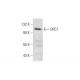 ORC1 Antibody (7A7) - Western Blotting - Image 289822 