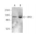 ORC1 Antibody (7A7) - Western Blotting - Image 370830