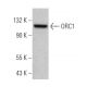 ORC1 Antibody (F-10) - Western Blotting - Image 366886 