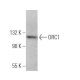 ORC1 Antibody (F-10) - Western Blotting - Image 367557