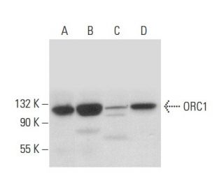 western blotting image from recommended ORC1 (F-10) monoclonal antibody replacement. Image 308153