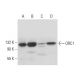 western blotting image from recommended ORC1 (F-10) monoclonal antibody replacement. Image 308153