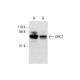 western blotting image from recommended ORC2 (3G6) monoclonal antibody replacement. Image 289524