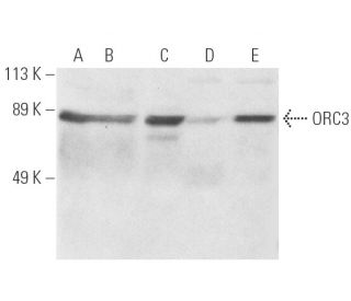 ORC3 Antibody (1D6) - Western Blotting - Image 1497 